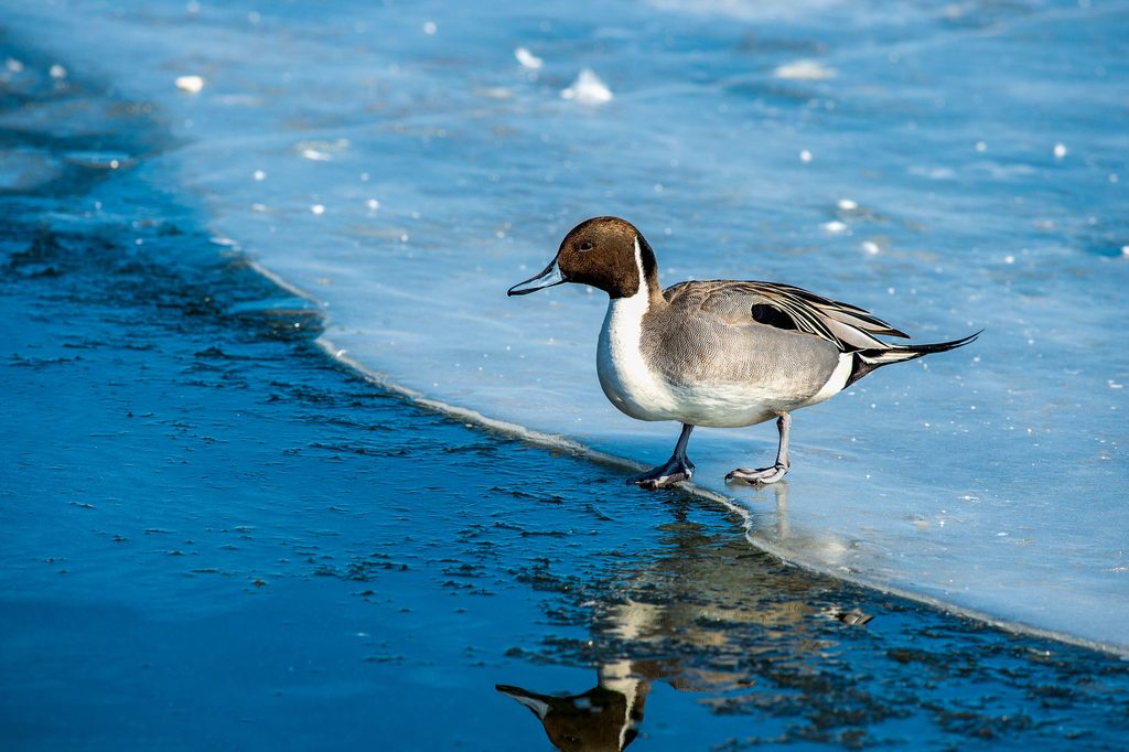 Northern Pintail