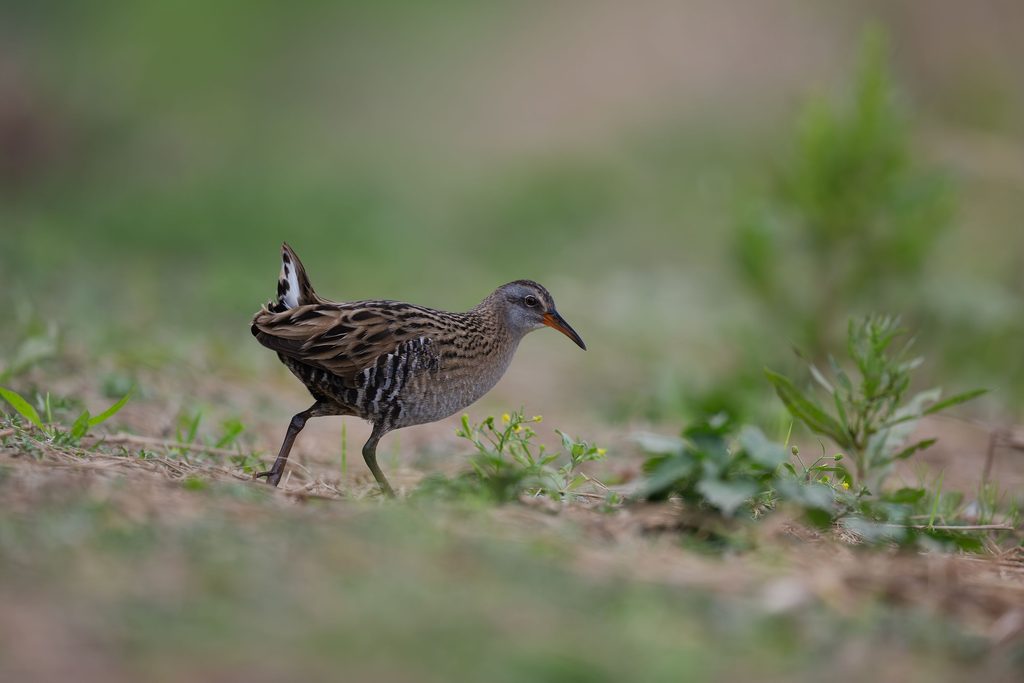 Okinawa Rail