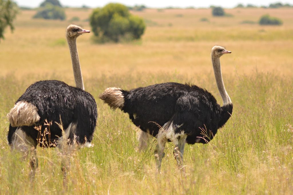 Ostrich