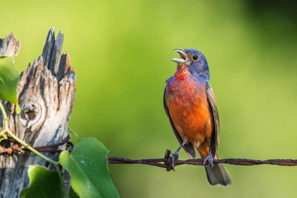 Painted Bunting