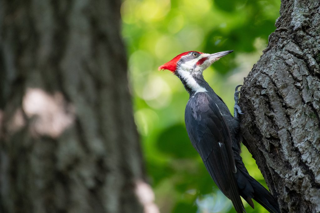 Pileated Woodpecker