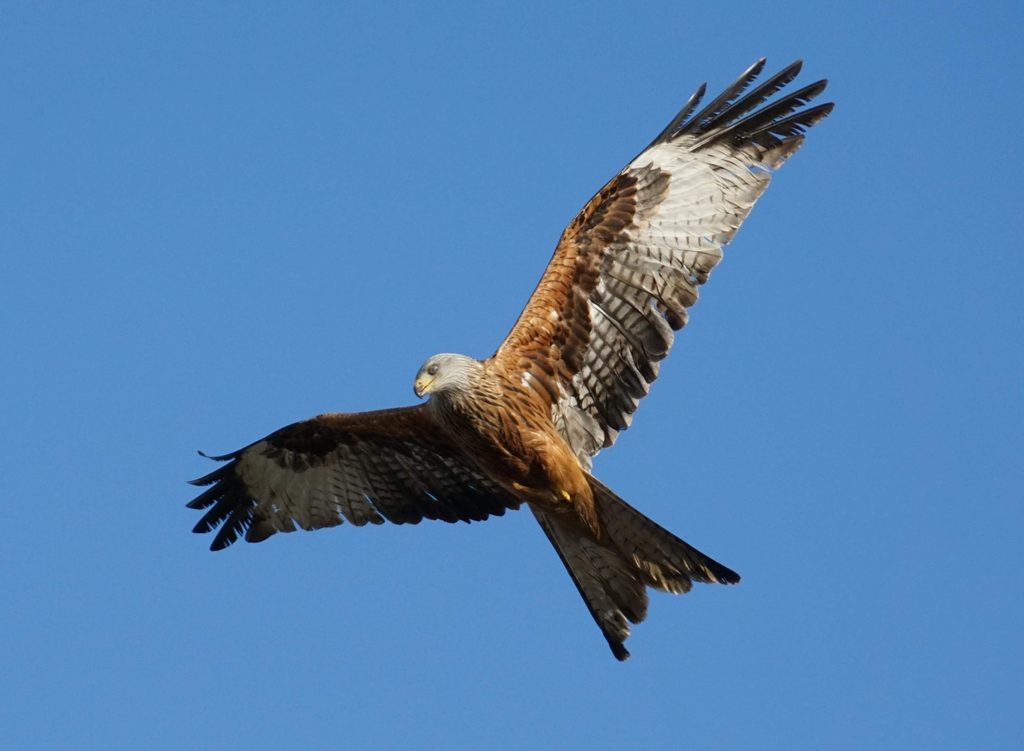 Red Kite
