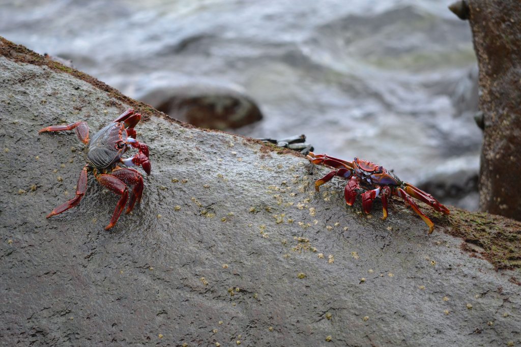 Red crabs