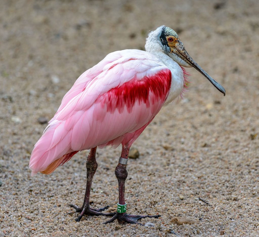 Roseate Spoonbill