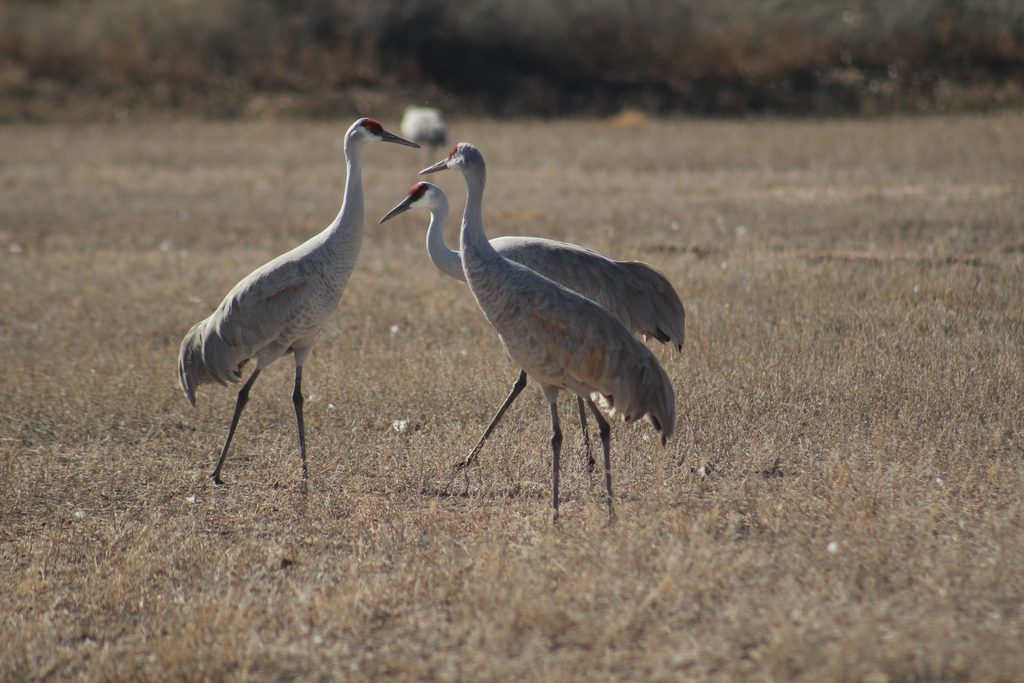 Sandhill Cranes