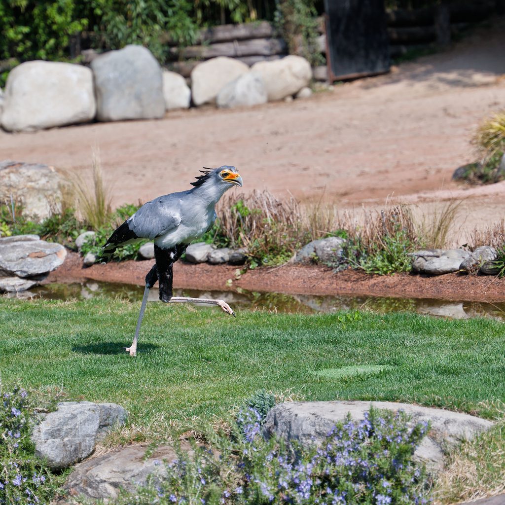 Secretarybird