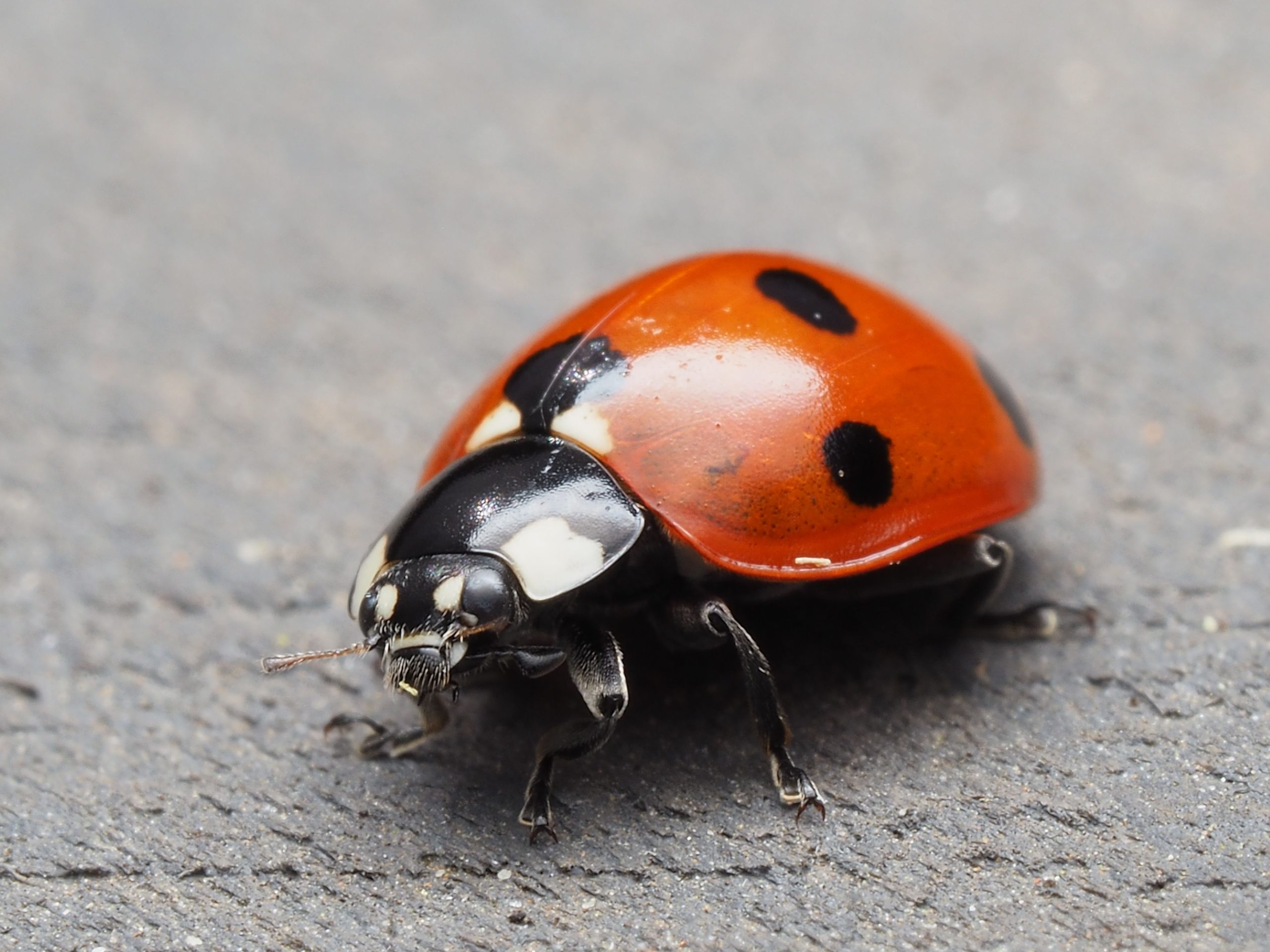 Seven-Spotted Lady Beetle