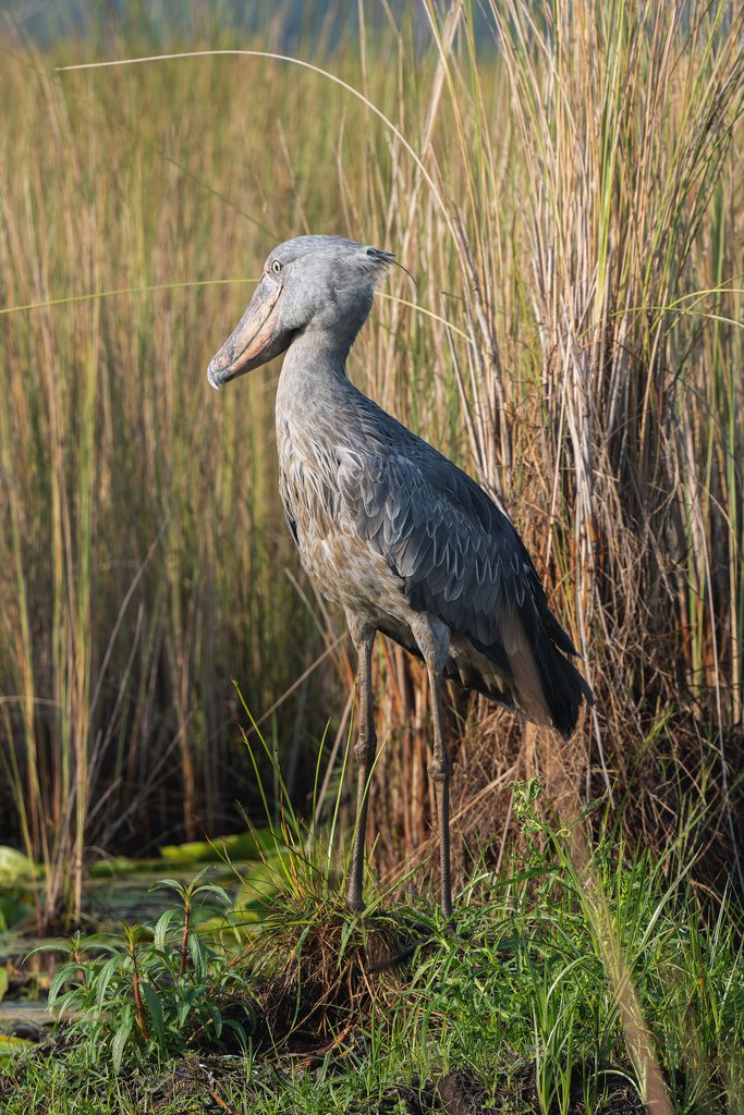 Shoebill