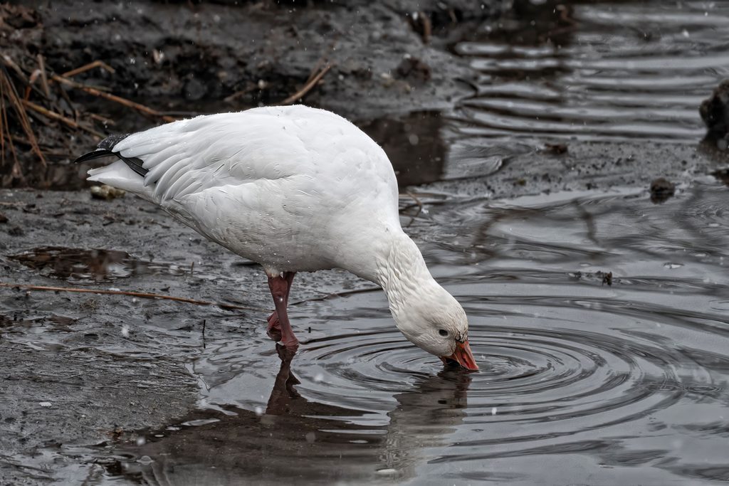 Snow Goose