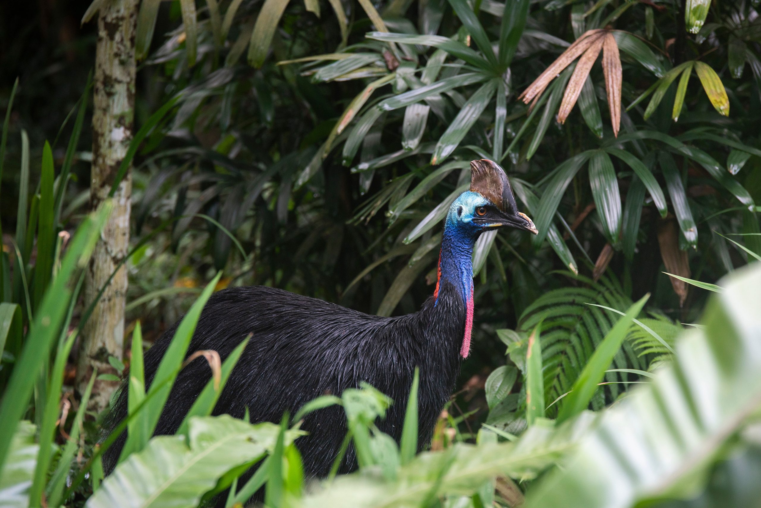 Southern Cassowary