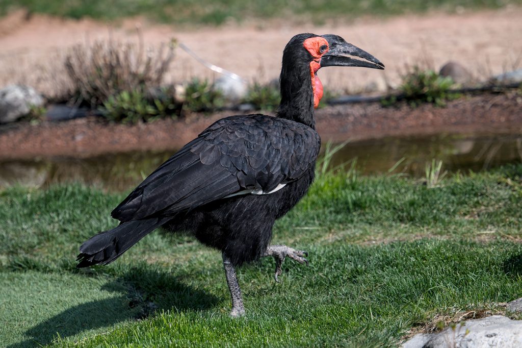 Southern Ground Hornbill