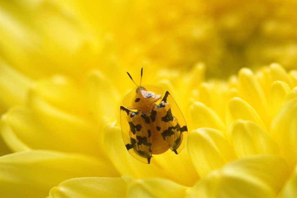 Tortoise Beetle 