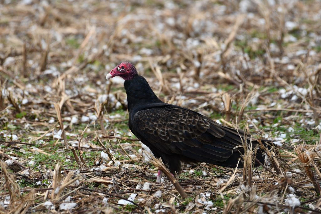 Turkey Vulture