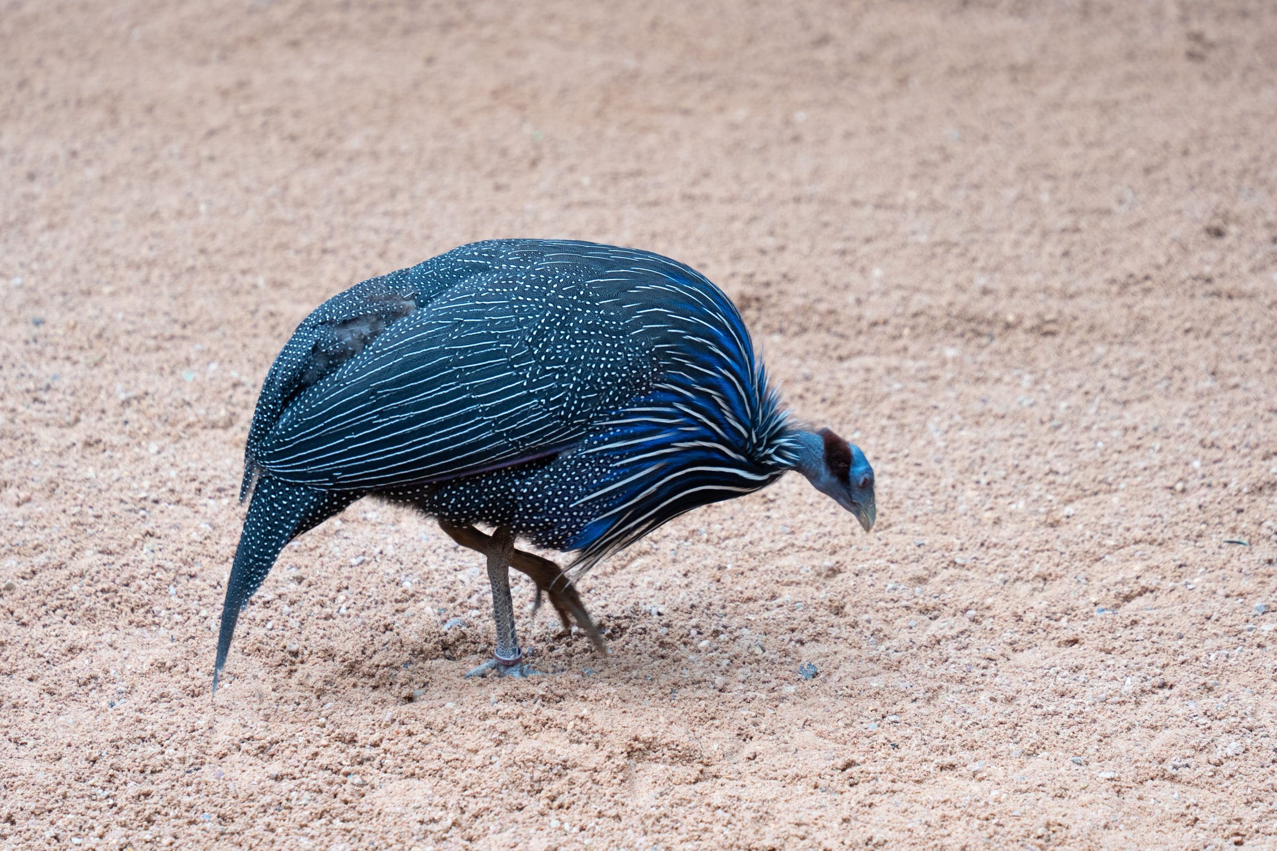Vulturine Guineafowl