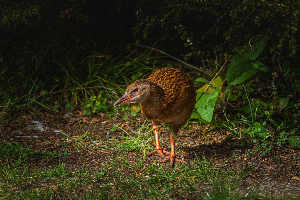 Weka
