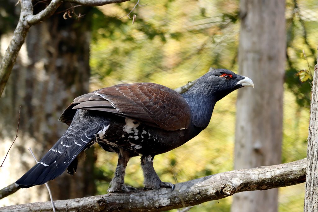 Western Capercaillie