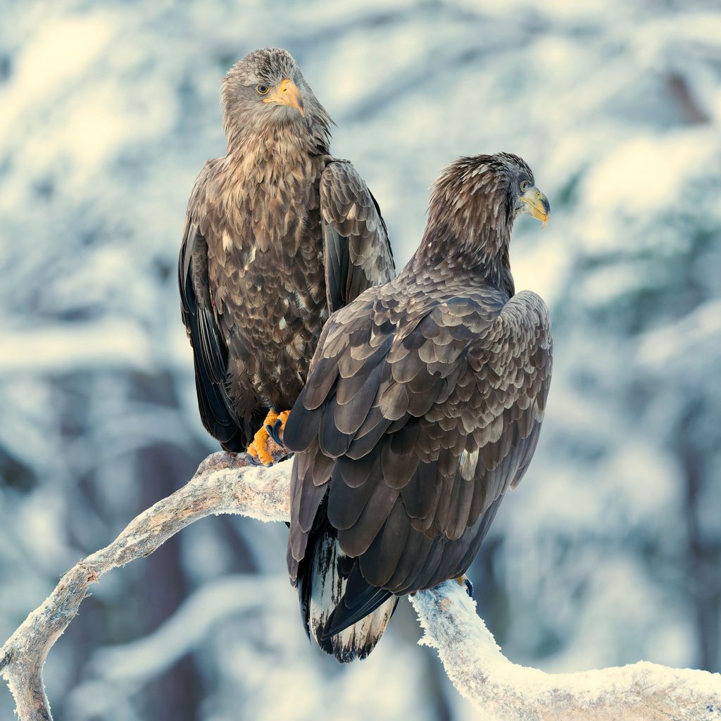 White-Tailed Eagle
