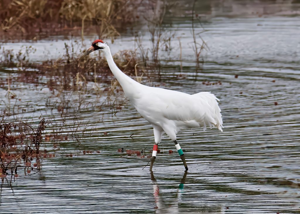 Whooping Crane