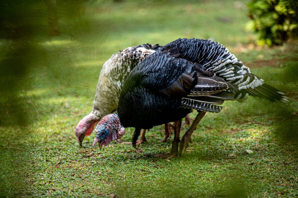 Wild Turkey